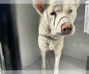 Siberian Husky-Unknown Mix Dogs for adoption in Houston, TX, USA