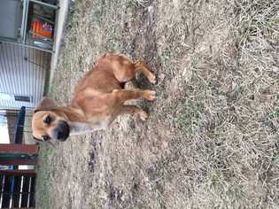 Dachshund Dogs for adoption in Foristell, MO, USA