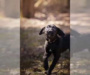 Labrador Retriever-Unknown Mix Dogs for adoption in Belleville, IL, USA