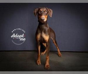 Doberman Pinscher Dogs for adoption in Salt Lake City, UT, USA