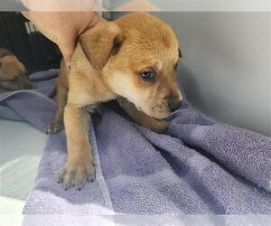 Labrador Retriever-Unknown Mix Dogs for adoption in Houston, TX, USA