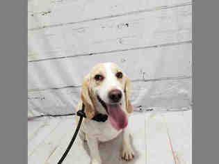 Beagle Dogs for adoption in Henderson, NV, USA