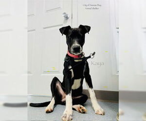 Mutt Dogs for adoption in Nassau bay, TX, USA