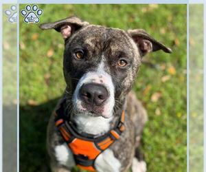 Staffordshire Bull Terrier Dogs for adoption in Sugar Land, TX, USA
