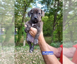 Boston Terrier-Unknown Mix Dogs for adoption in Aurora, IN, USA