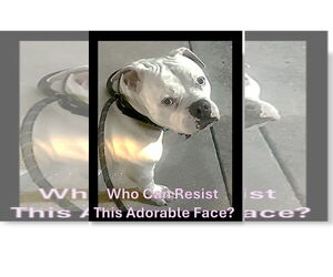 Olde Bulldog Dogs for adoption in Sanford, FL, USA