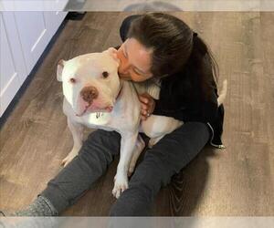 American Pit Bull Terrier Dogs for adoption in Derwood, MD, USA