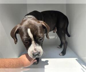 American Pit Bull Terrier-Unknown Mix Dogs for adoption in Houston, TX, USA