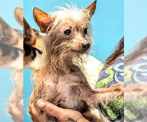 Mutt Dogs for adoption in Houston, TX, USA