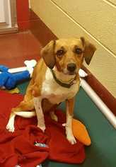 Beagle Dogs for adoption in Accident, MD, USA