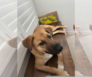 Mutt Dogs for adoption in New York, NY, USA