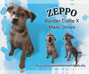 Border Collie-Unknown Mix Dogs for adoption in Anchorage, AK, USA