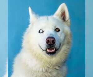 Alaskan Malamute Dogs for adoption in Pasadena, CA, USA