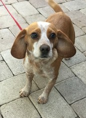 Beagle-Unknown Mix Dogs for adoption in Tampa, FL, USA