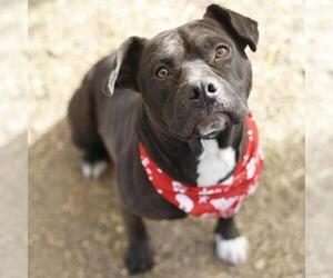 Staffordshire Bull Terrier-Unknown Mix Dogs for adoption in San Antonio, TX, USA