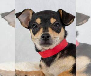 Chiweenie Dogs for adoption in Kennesaw, GA, USA