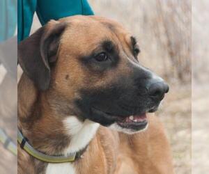 Mutt Dogs for adoption in Potsdam, NY, USA