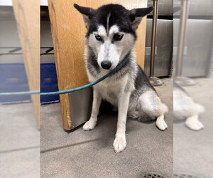 Siberian Husky Dogs for adoption in Forestville, MD, USA