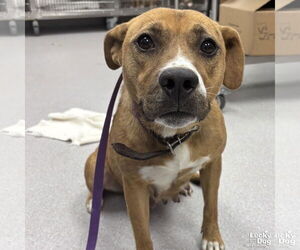 Retriever -Unknown Mix Dogs for adoption in Washington, DC, USA