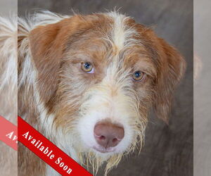 Mutt Dogs for adoption in Huntley, IL, USA