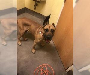 Presa Canario Dogs for adoption in Forestville, MD, USA