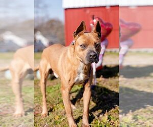 American Staffordshire Terrier-Unknown Mix Dogs for adoption in Cleveland, TN, USA