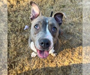 American Pit Bull Terrier-American Staffordshire Terrier Mix Dogs for adoption in Marietta, GA, USA