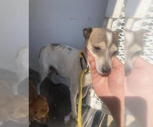 Chihuahua Dogs for adoption in Bakersfield, CA, USA