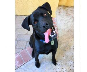 Boxador Dogs for adoption in San Juan Capistrano, CA, USA
