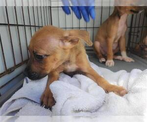 Staffordshire Bull Terrier-Unknown Mix Dogs for adoption in Houston, TX, USA