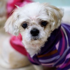 Shih Tzu Dogs for adoption in Bealeton, VA, USA