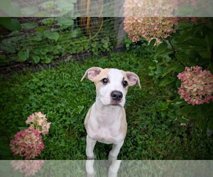Labrador Retriever-Unknown Mix Dogs for adoption in SHERBURNE, NY, USA