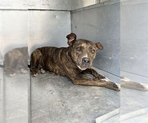 American Pit Bull Terrier Dogs for adoption in Waco, TX, USA