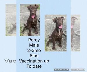 Chihuahua-Labrador Retriever Mix Dogs for adoption in Virginia Beach, VA, USA
