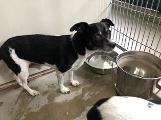 Rat Terrier Dogs for adoption in Santa Barbara, CA, USA