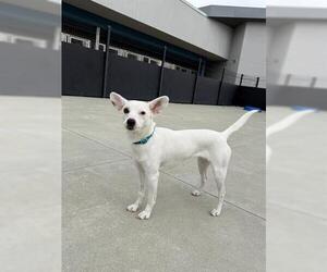 Chihuahua Dogs for adoption in San Martin, CA, USA