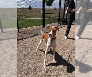 American Staffordshire Terrier-Unknown Mix Dogs for adoption in Fort Collins, CO, USA