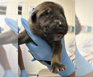 German Shepherd Dog Dogs for adoption in San Bernardino, CA, USA