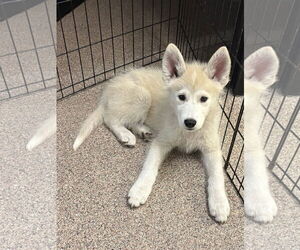 Huskies -Unknown Mix Dogs for adoption in Sanford, FL, USA