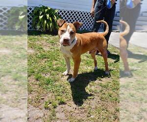 American Pit Bull Terrier-Unknown Mix Dogs for adoption in Fort Lauderdale, FL, USA