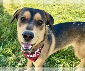 Labrottie Dogs for adoption in Pueblo, CO, USA