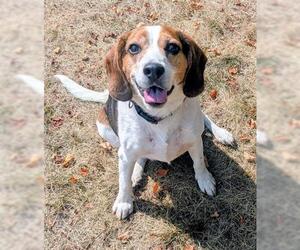 Beagle Dogs for adoption in Akron, OH, USA