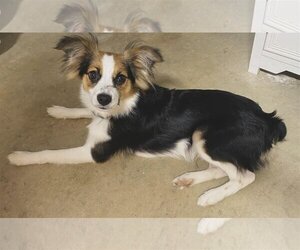 Australian Shepherd-Pembroke Welsh Corgi Mix Dogs for adoption in Pensacola, FL, USA