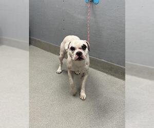 Dogo Argentino-Unknown Mix Dogs for adoption in Las Vegas, NV, USA