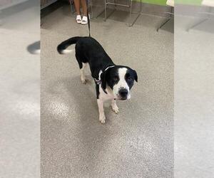 Labrador Retriever Dogs for adoption in Louisville, KY, USA