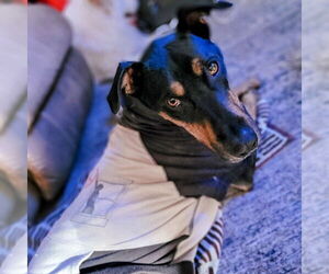 German Pinscher-Unknown Mix Dogs for adoption in Vail, AZ, USA