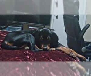 Black and Tan Coonhound Dogs for adoption in Scottsboro, AL, USA