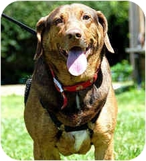 Dachshund-Unknown Mix Dogs for adoption in Marietta, GA, USA