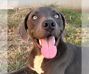 Mutt Dogs for adoption in Canton, CT, USA