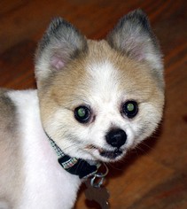 Pomeranian Dogs for adoption in Longview, WA, USA